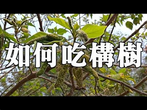 構樹乳液功效|構樹的功效和作用 :: 植物百科